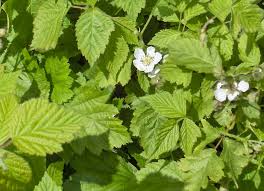 Image result for Rubus iringanus