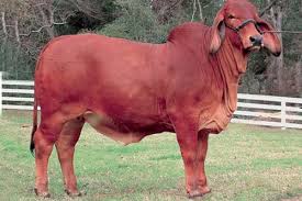 These are the sacred cattle of india, and many of the hindu faith will not eat meat from them, will not permit them. Brahman Cow Red Cattle Ranching Cattle Farming Show Cattle