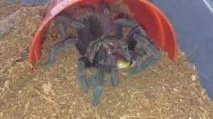 My soon to be purple people eater. Pamphobeteus Machalla Purple Bloom Feeding Youtube