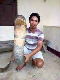 Maybe you would like to learn more about one of these? Fakta Mengagetkan King Cobra Raksasa Di Kalimantan