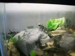 Thehydra Net View Topic My First Tinc With Images Fish Pet Pets