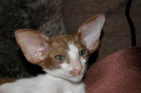 Why buy an oriental kitten for sale if you can adopt and save a life? Hd Wallpaper Cat Kitten Cat Baby Curious Oriental Shorthair Fur Charming Wallpaper Flare
