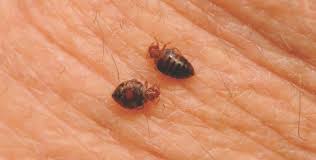 If ever you are in san francisco and looking for a quick and painless service to your bed bug problem, we are the expert team to contact. Should Philadelphia Hire A Pest Czar To Control Bed Bugs