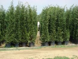 Karaçam tohumu nasıl çimlendirilir ? Saksida Cam Agaci Ekimi Ve Bakimi Camagaci Gen Tr