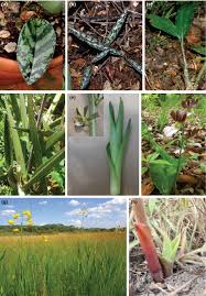 Image result for Eulophia acutilabra