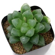 観葉植物 品種系ハオルチア グリーンオブツーサ マスカット チャーム Charm ポンパレモール店 ポンパレモール