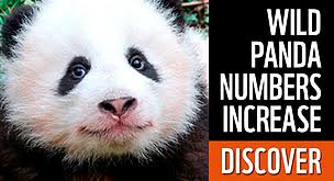 Two pandas are sharing some bamboo leaves. What Do Pandas Eat Wwf