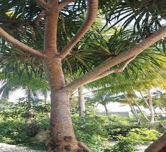 Image result for Pandanus sp. B