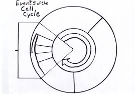 Download files and build them with your 3d printer, laser cutter, or cnc. Chapter Math Test Spider Man Homecoming Coloring Printable Honors Physical Chapter 3 Review Biology Worksheet Answers Worksheets Chapter 3 Vocabulary Review Biology Worksheet Answers