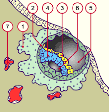 Morphological Comparisons Of Mouse And Human Embryo Development. Mouse... |  Download Scientific Diagram