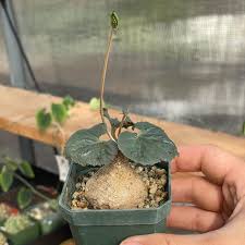Image result for Dorstenia