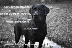 Rip dog quotes, memorial quotes, inspirational quotes, sympathy quotes and condolence quotes. 90 Sympathy Quotes Find The Right Words In This Moment Of Grief With A Sympathy Card