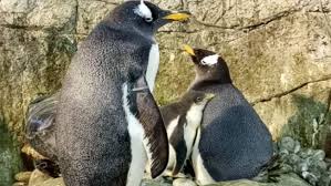 1000000 likes and i will go on strike outside club penguin hq • all my club penguin videos: Penguin Chick Born To Same Sex Penguin Pair At Indianapolis Zoo