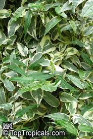 Image result for Fuirena sagittata