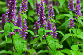 Find images of herb garden. Growing The Scented Herb Garden