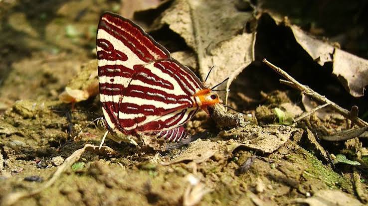 Kaziranga Butterfly Park