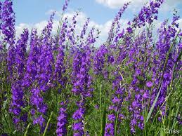 Trimisa de dan pe 11 iunie 2007 00:00 | 24782 afisari. Flori De Camp Totul E Relativ