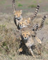 Cheetah 4x4 Stack By Marc Mol Photo 204331563 500px Funny Wild Animals Animals Beautiful Wild Cats