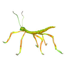 Bug Clipart Walking Stick Bug Walking Stick Transparent Free For Download On Webstockreview 2020 Twiggy the walkingstick (or stick bug as some would say) was released today. bug clipart walking stick bug walking