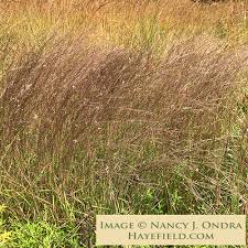 Image result for Schizachyrium brevifolium
