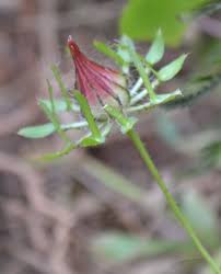 Image result for Hibiscus surattensis