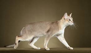 The cute singapura cat is the smallest cat of all pedigree cats. Singapura Cat Breed Information