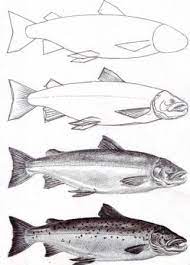 Pin By Jim Stein On Something Fishy Fish Drawings Fish Art Salmon Drawing