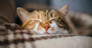 Why Do Cats Purr For Some A Cat Purr Is A Low Hum While For Others It S A Loud Engine With A Body Shaking Vibration To Matc In 2020 Why Do Cats