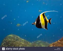 Black And Yellow Fish Drawing Close Up Of Brilliant Yellow Black White Striped Tropical Fish Swim Stock Photo Royalty Free Image 58608386 Alam Tropical Fish Stock Photos Fish Swimming