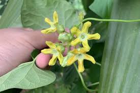 Image result for Telosma