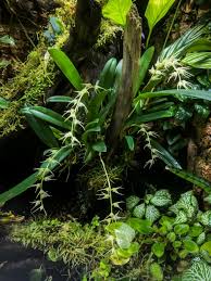 Image result for Bulbophyllum prorepens
