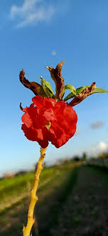 Selanjutnya, lakukan perebusan hingga tersisa 1 gelas, disaring, dan diminum airnya. File Bunga Pacar Air Jpg Wikimedia Commons