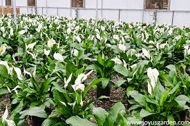 General care tips for spathiphyllum peace variegated. Peace Lily Care Spathiphyllum Growing Tips Joy Us Garden