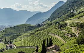 Südtirol 1 funkhaus südtirol innsbruckerstraße 23 39100 bozen +39 0471 443000. Sudtirol Wein Erlesene Weine Aus Italiens Norden