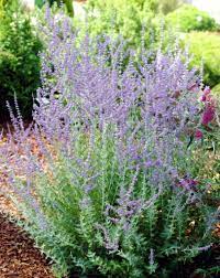 Perovskia, russian sage 'blue spire'. Russian Sage Blue Spire Perovskia Atriplicifolia Blue Spire Plants Flowers 99roots Com