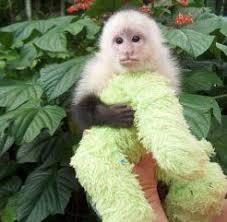 Are you looking for a pet monkey? Capuchin Monkeys For Sale