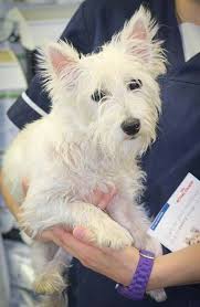 Ravenswood Pet Rescue Misty Pets Animal Rescue Rescue