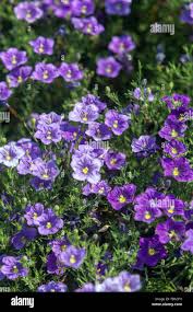 Image result for Nierembergia hippomanica