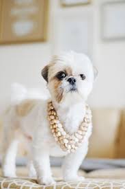 Well, they do not even shed hair like other breed dogs. Shih Tzu Haircut Short Ears Novocom Top