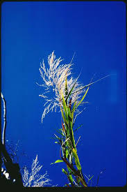 Image result for Phragmites karka