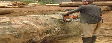 Image result for Antrocaryon nannanii