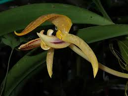 Image result for Bulbophyllum rugosibulbum