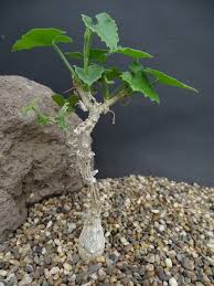 Image result for Corallocarpus bainesii