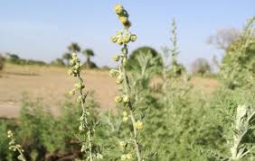 Image result for Artemisia afra