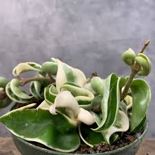 Image result for Ceropegia buchananii