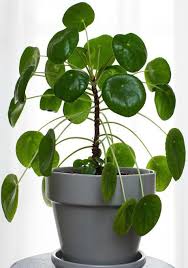 Check spelling or type a new query. How To Care For Pilea Peperomioides Clever Bloom