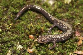 Image result for Pycnostachys orthodonta