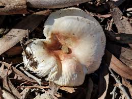 Image result for Russula sp.