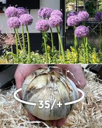 The tall stems are excellent for cutting or drying. Allium Ambassador Xxl Bulbs Buy Online At Farmer Gracy Uk