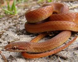 Pinewoods2 Jpg Pine Wood Snake Wood